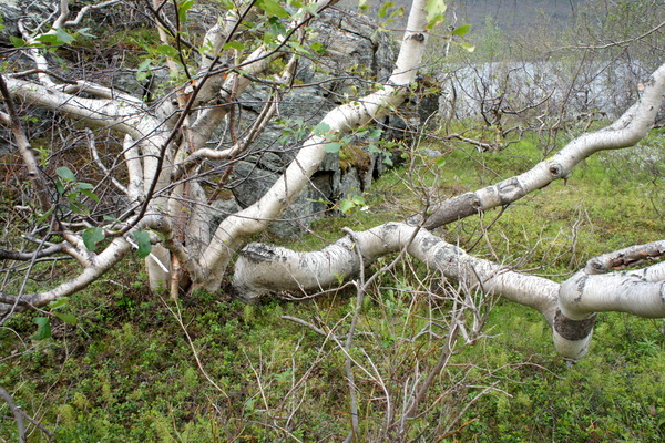 Boeiende bomen in Zweden